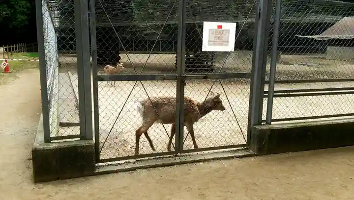 鹿島神宮の動物