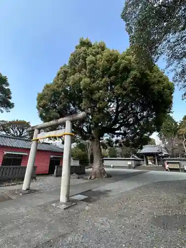 日吉浅間神社(静岡県)