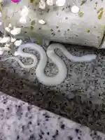 五泉八幡宮(新潟県)