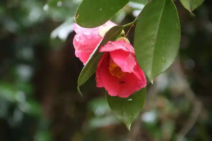 大六天麻王神社の自然