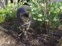 白山神社の動物