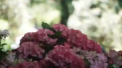 岡寺(龍蓋寺)(奈良県)