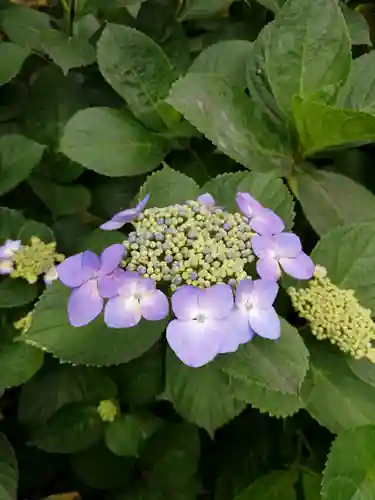 白山神社の自然