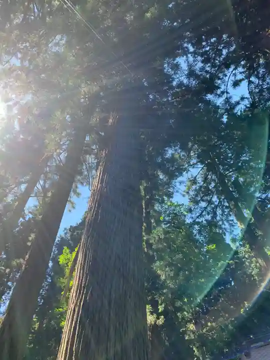 鹿島神社の自然