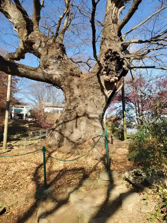 新田神社の自然