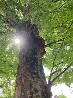 伊勢崎神社(群馬県)