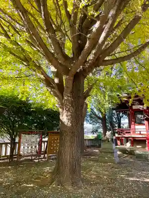 小金八坂神社(千葉県)