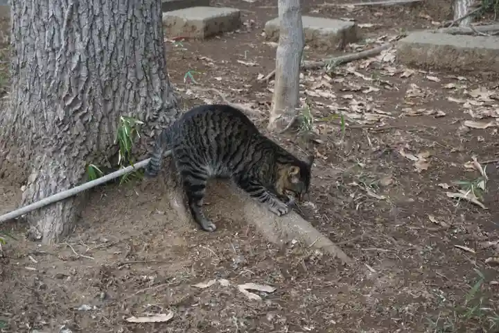 天形星神社の動物