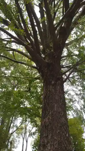 田無神社の自然
