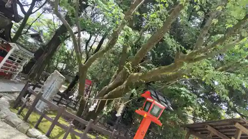 賀茂御祖神社（下鴨神社）の{uncategorized: "未分類", other: "その他", undefined: "問題あり", building: "その他建物", grave: "お墓", sacred_gate: "鳥居", guardian: "狛犬", statue: "像", buddha: "仏像", history: "歴史", nature: "自然", garden: "庭園", animal: "動物", pagoda: "塔", temizu: "手水舎", mountain_gate: "山門・神門", sanctuary: "本殿・本堂", subordinate: "末社・摂社", art: "芸術", scenery: "景色", jizo: "地蔵", ema: "絵馬", goshuin: "御朱印", omikuji: "おみくじ", items: "授与品その他", amulet: "お守り", goshuincho: "御朱印帳", eats: "食事", festival: "お祭り", votive_dance: "神楽", shichigosan: "七五三参", wedding: "結婚式", experience: "体験その他", initially: "初詣", around: "周辺", anti_infection: "感染症対策"}
