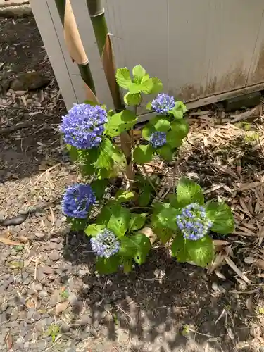 宇都宮稲荷神社（宇都宮辻幕府旧跡）の自然