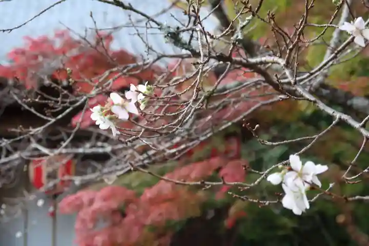 赤山禅院の自然