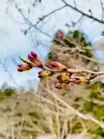 土津神社|こどもと出世の神さまの自然