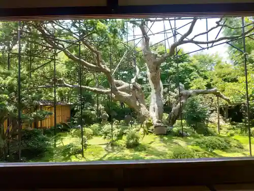 宝泉院の庭園