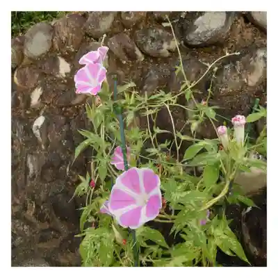 岐阜稲荷山本社の自然