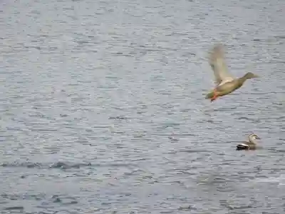 崇神天皇　山邊道勾岡上陵の動物