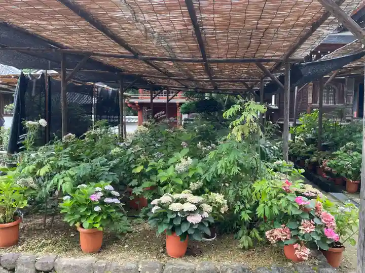 岡寺(龍蓋寺)(奈良県)