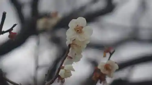長岡天満宮の自然