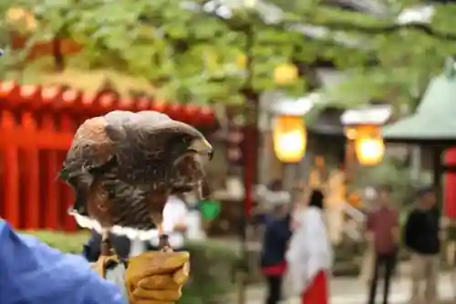 春日神社の動物