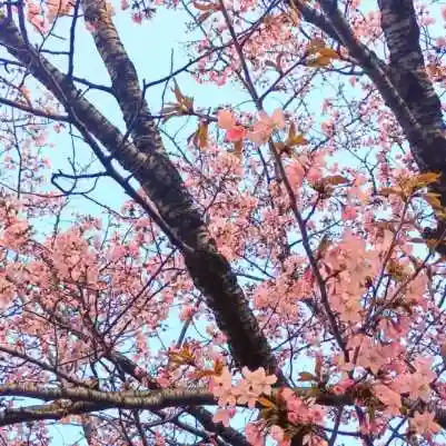 彌彦神社 (伊夜日子神社)の自然