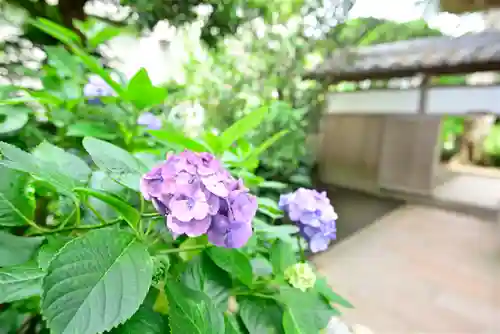 極楽寺（霊鷲山感應院極楽律寺）の自然