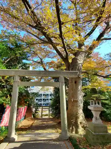 愛宕神社の鳥居