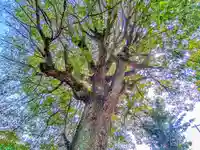 神明社(宮浦)の自然