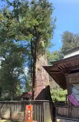 近津神社の{uncategorized: "未分類", other: "その他", undefined: "問題あり", building: "その他建物", grave: "お墓", sacred_gate: "鳥居", guardian: "狛犬", statue: "像", buddha: "仏像", history: "歴史", nature: "自然", garden: "庭園", animal: "動物", pagoda: "塔", temizu: "手水舎", mountain_gate: "山門・神門", sanctuary: "本殿・本堂", subordinate: "末社・摂社", art: "芸術", scenery: "景色", jizo: "地蔵", ema: "絵馬", goshuin: "御朱印", omikuji: "おみくじ", items: "授与品その他", amulet: "お守り", goshuincho: "御朱印帳", eats: "食事", festival: "お祭り", votive_dance: "神楽", shichigosan: "七五三参", wedding: "結婚式", experience: "体験その他", initially: "初詣", around: "周辺", anti_infection: "感染症対策"}