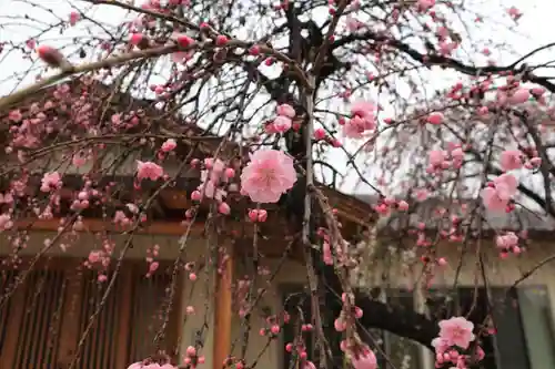 寳泉寺の庭園