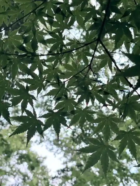 賀茂御祖神社(下鴨神社)(京都府)