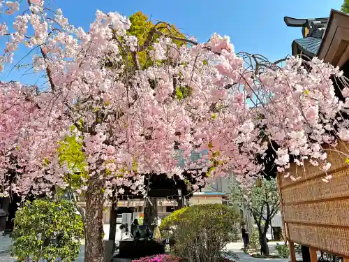 櫛田神社の自然
