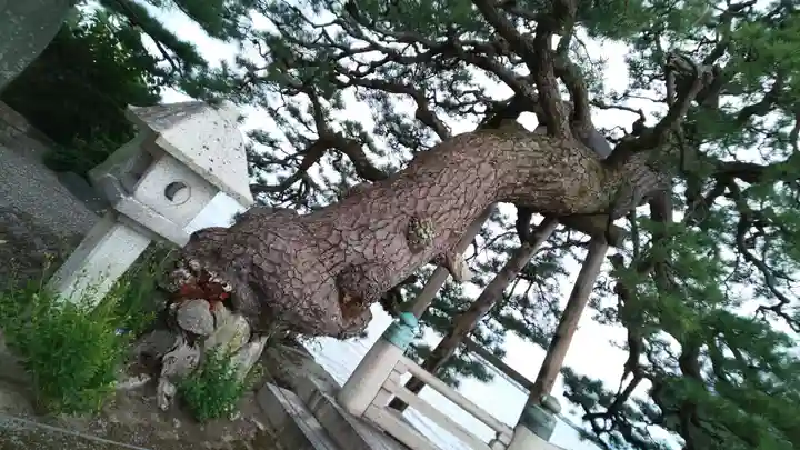 満月寺(浮御堂)の自然