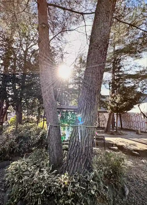 櫻木神社(千葉県)