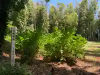 八幡社(千葉県)