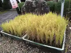 峯ヶ岡八幡神社の建物その他