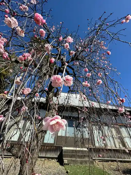 延命寺の御朱印