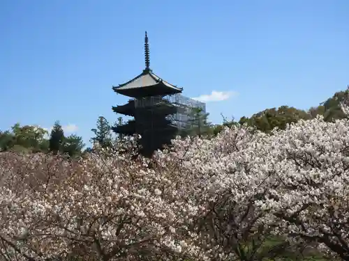 仁和寺の塔