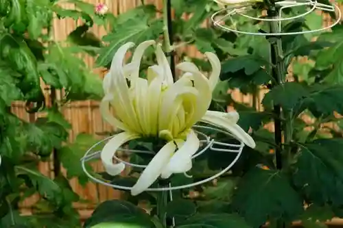 光明寺（粟生光明寺）のその他建物