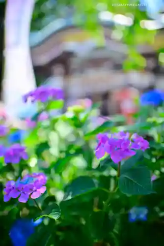 川越八幡宮(埼玉県)