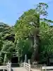 大國魂神社の鳥居