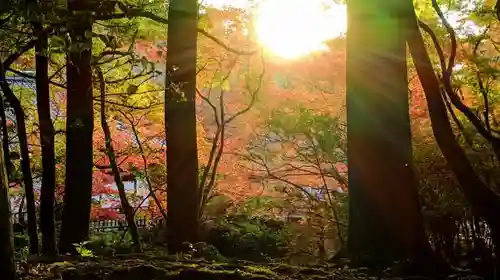 醍醐寺の自然