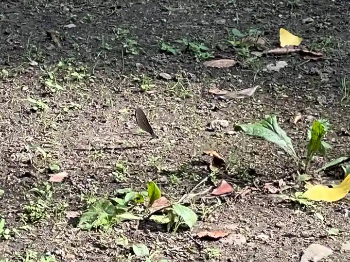都々古別神社(八槻)(福島県)