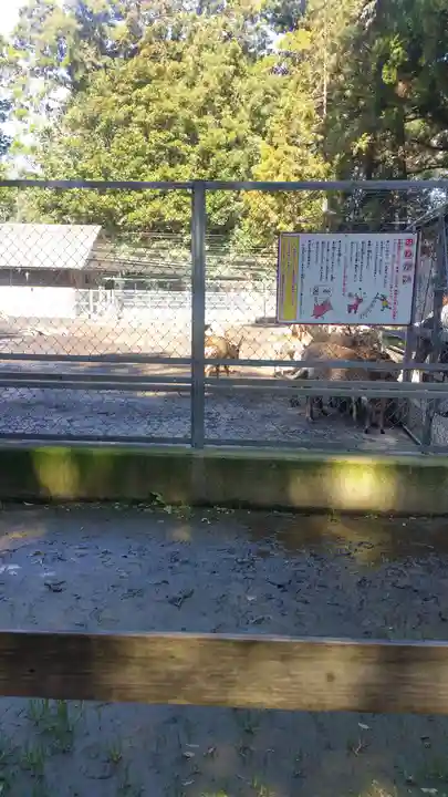 鹿島神宮の動物