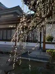 瑞円寺の自然