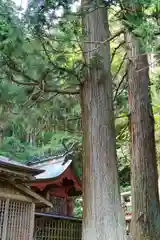 夏井諏訪神社の自然