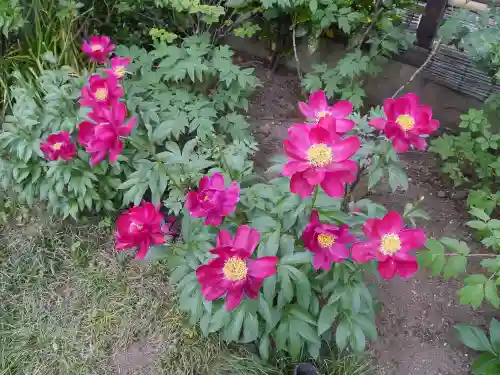 上野東照宮の自然