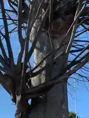 小泉神社の自然