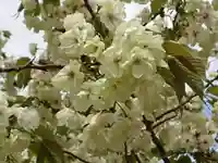 上地八幡宮の自然