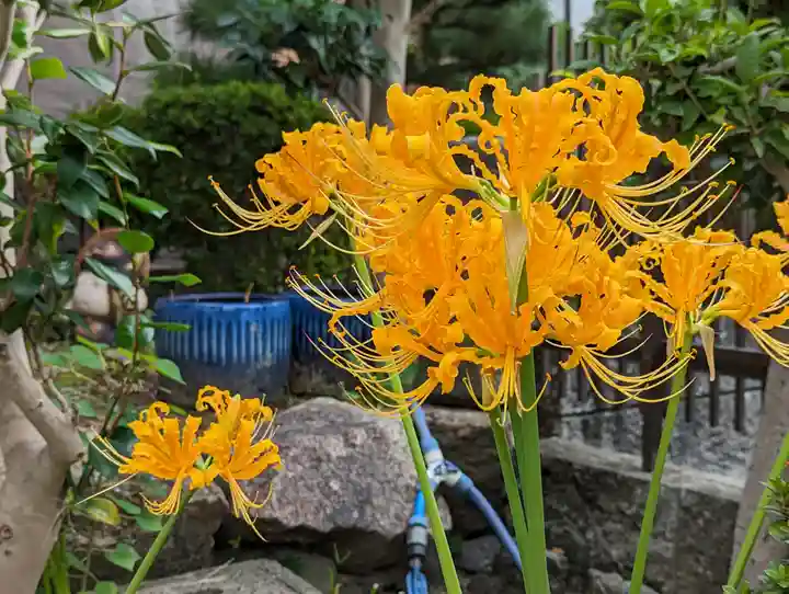 大松禅寺の庭園