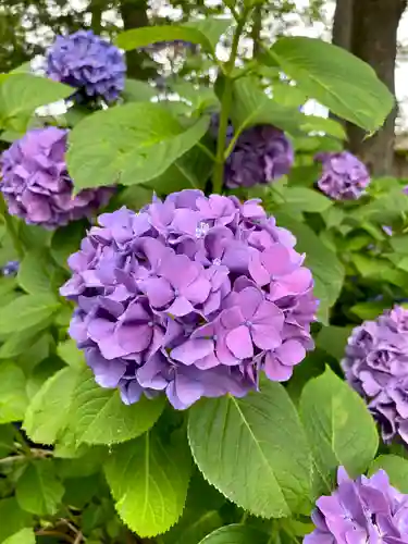 妻沼聖天山歓喜院の自然